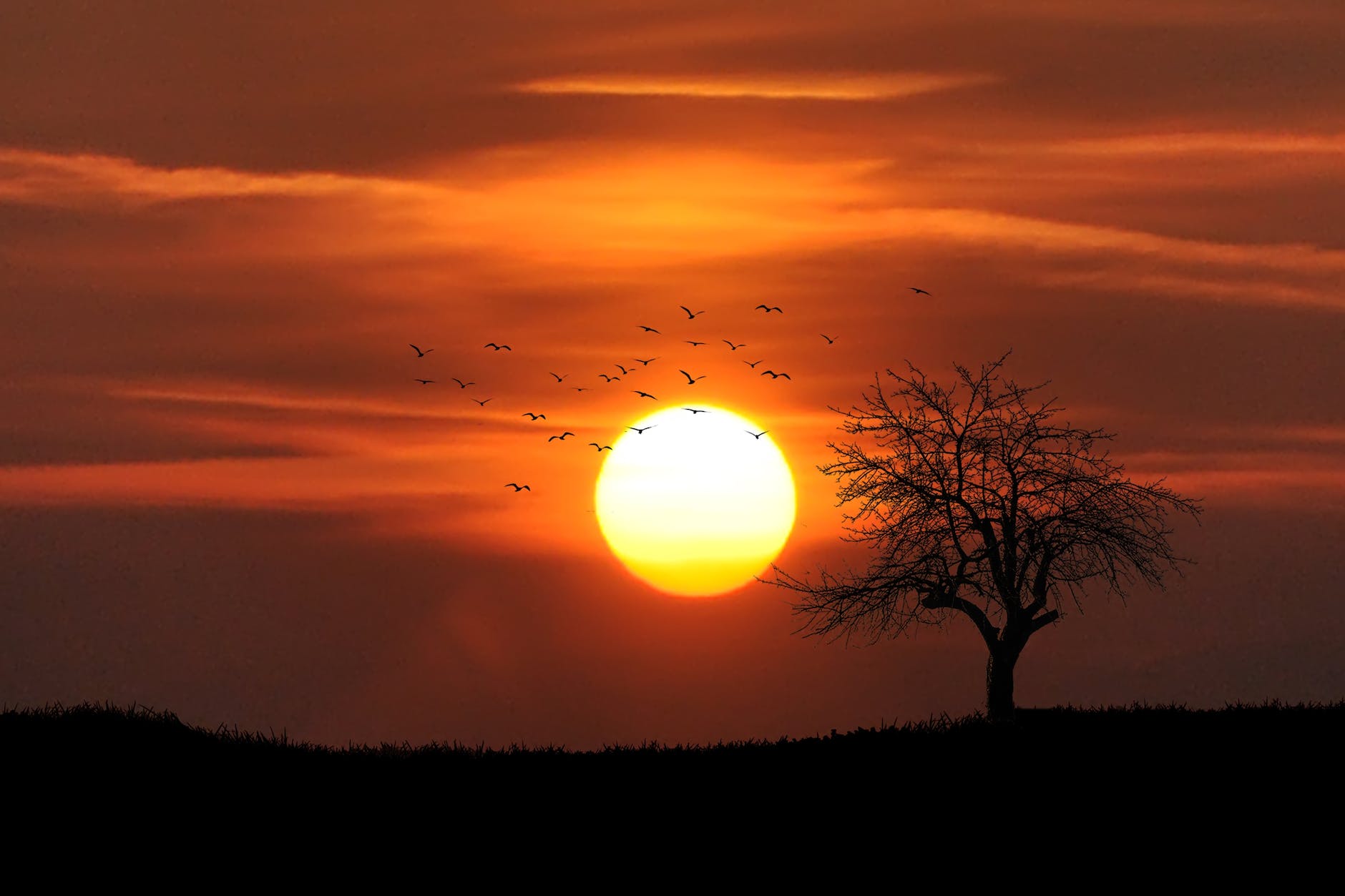 flock of birds flying over bare tree overlooking sunset